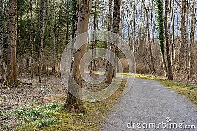Gravel path in riparian woodland in springtime Stock Photo