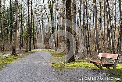 Gravel path with wooden bench and bare trees in riparian woodland in springtime Stock Photo