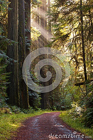 Gravel road curve through redwood forest, rays of sun light Stock Photo