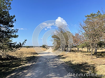 Gravel road through the forest Stock Photo