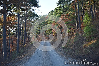 Gravel road in the Ouachita National Forest in Arkansas Stock Photo