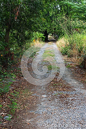 Gravel Road way at Rural in Tropical Park. Stock Photo