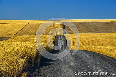 Gravel road through wheat fields Stock Photo