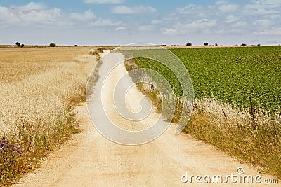 Gravel road between wheat and green field. Harvest time Stock Photo