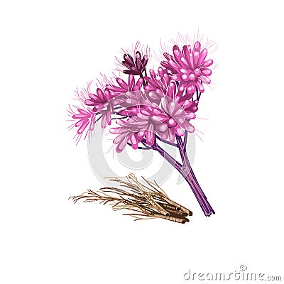 Gravel root digital art illustration isolated on white. Eutrochium purpureum, purple Joe-Pye weed, kidney-root,sweetscented joe Cartoon Illustration