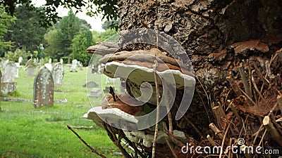 Graveyard mushrooms Editorial Stock Photo