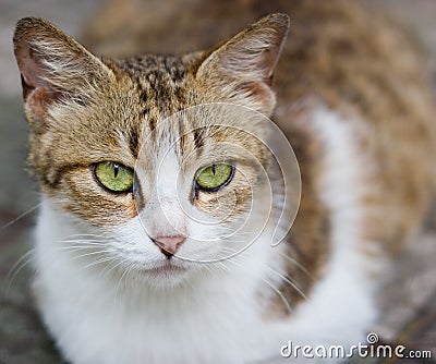 Gravid cat Stock Photo