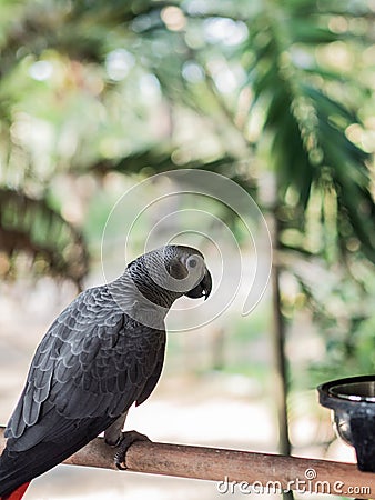 Gray adult parrot Jaco on the railing on the background of the jungle Stock Photo