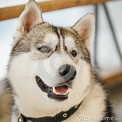 Gray Adult Siberian Husky Dog (Sibirsky husky) Stock Photo