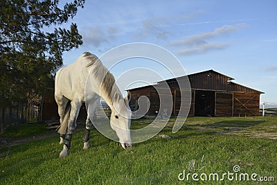 Gray American Quarter Horse eating lush green grass with blue sky and barn Stock Photo