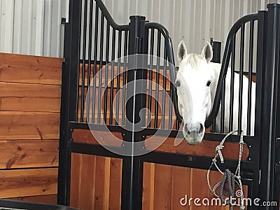 Gray american quarter horse gelding inside barn stall Stock Photo