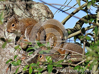 Gray american squirrels on tree in Florida nature Stock Photo