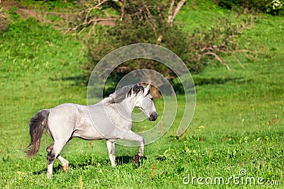 Gray Arab horse Stock Photo