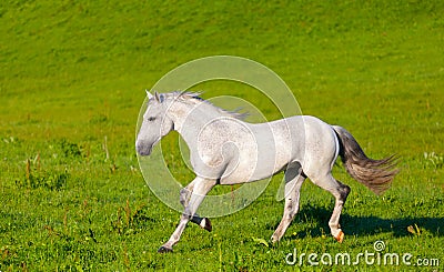 Gray Arab horse Stock Photo