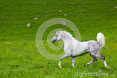 Gray Arab horse Stock Photo