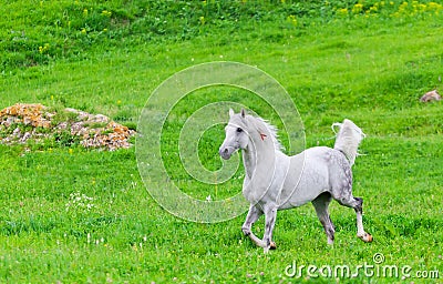 Gray Arab horse Stock Photo