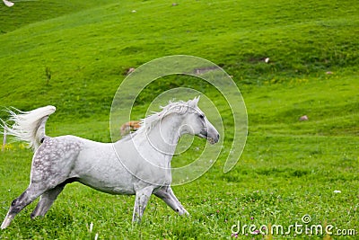 Gray Arab horse Stock Photo