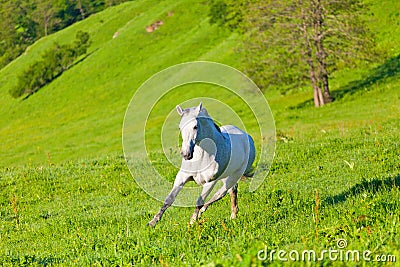 Gray Arab horse Stock Photo