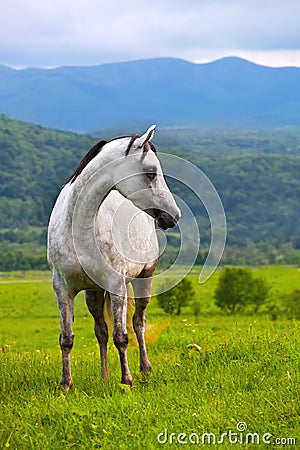 Gray Arab horse Stock Photo