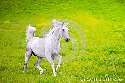 Gray Arab horse Stock Photo
