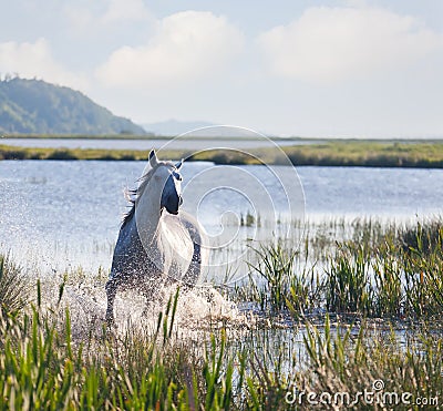 Gray Arab horse Stock Photo