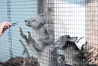 Gray arctic foxes are looking from behind the bars Stock Photo