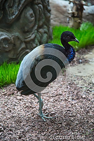 The gray-backed trumpeter, a Grey-winged trumpeter, stands on one paw near a rock. Birds, ornithology, Stock Photo