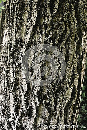 Gray bark of walnut tree, textured background or wallpaper Stock Photo