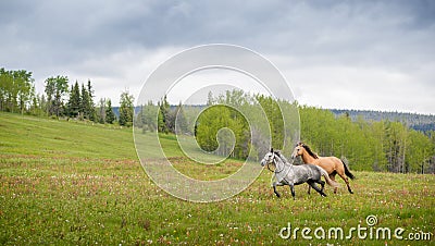 Gray and Bay - Galloping Outfitter Horses Stock Photo