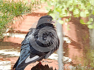 Gray beautiful fluffy tender dove. bird, rain, puddle, summer, waiting, greens Stock Photo