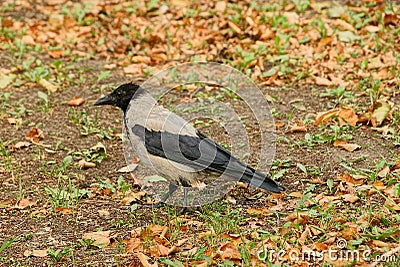 A gray black crow stands on the ground in an autumn park Stock Photo