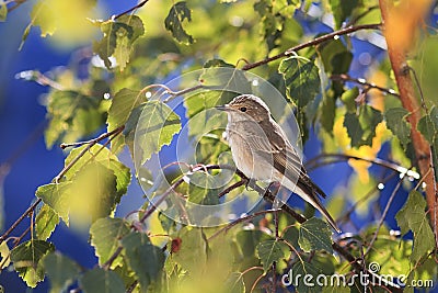 gray bird sitting among the Golden autumn leaves of the birch on background blue sky Stock Photo