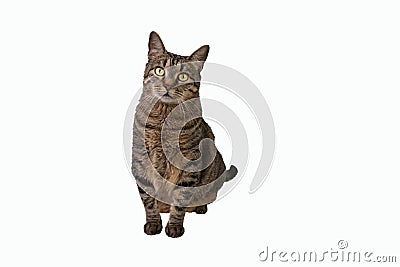 Domestic house kitty cat looking at camera wide eyed sitting on a solid background Stock Photo