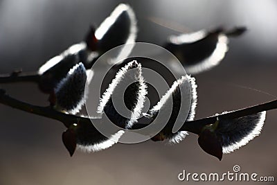 The gray blossoming willow branches. Stock Photo
