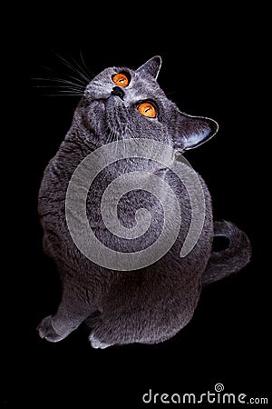 Gray british cat with dark yellow eyes Stock Photo