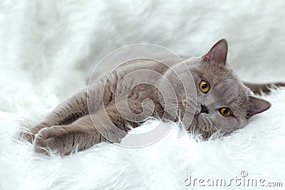 Gray British cat on a white background Stock Photo