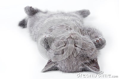 Gray British fluffy kitten lying on his back Stock Photo