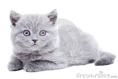 Gray British kitten Stock Photo