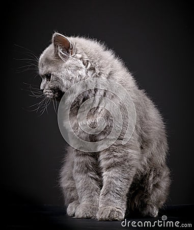 Gray british longhair kitten Stock Photo