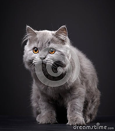 Gray british longhair kitten Stock Photo
