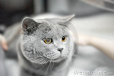 gray British shorthair cat lay in the owner's arms. Hands are stroking a gray, lop-eared Briton. A purebred animal. Stock Photo