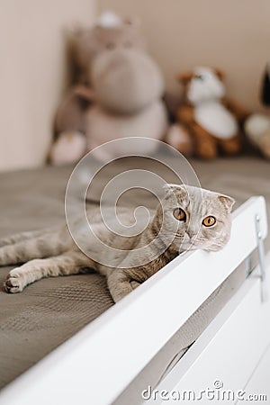 Gray british shorthair cat lies on the bed and looks at us. full length Stock Photo