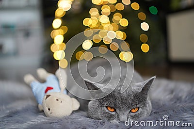 Gray British shorthair cat sleeping next to teddy bear Stock Photo