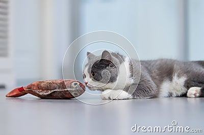 Gray British shorthair cats Stock Photo