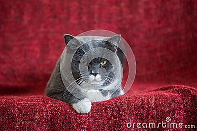 The gray British Shorthair Stock Photo