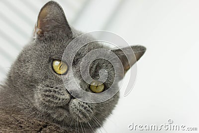gray British thick cat Stock Photo