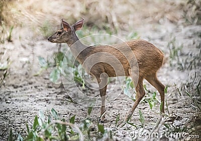 Gray Brocket,Mazama gouazoubira, Stock Photo