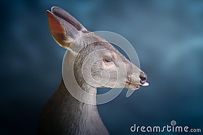 Gray Brocket showing tongue on a blue background - South American Deer Stock Photo