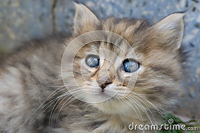 Gray and brown cute kitten head with blue eyes. Close up tabby cat portrait. Street cat and lifestyle concept Stock Photo