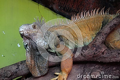 Gray and brown iguana lizards at the Surabaya Zoo, Indonesia. Stock Photo